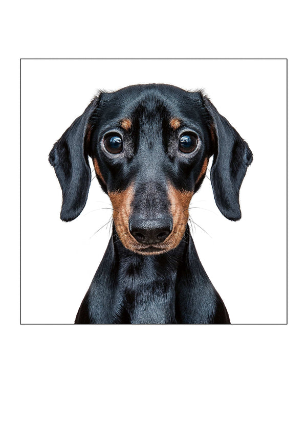 Mini Dachshund Card