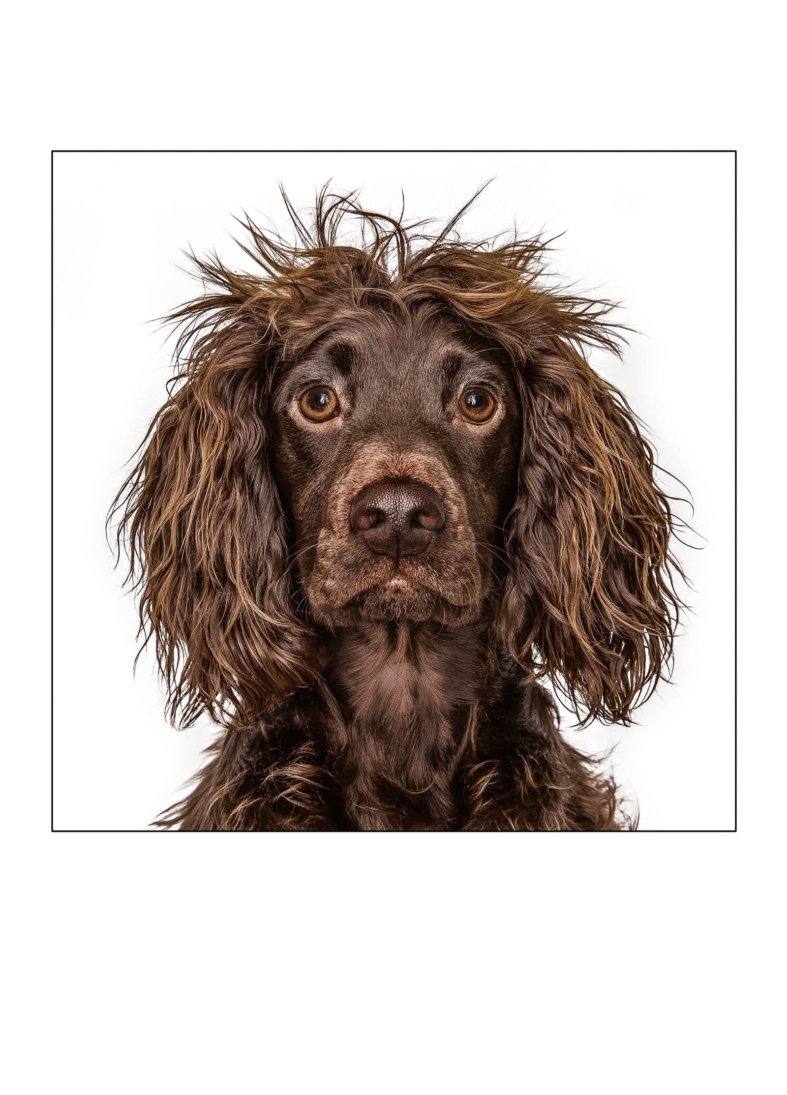Working Cocker Spaniel Card