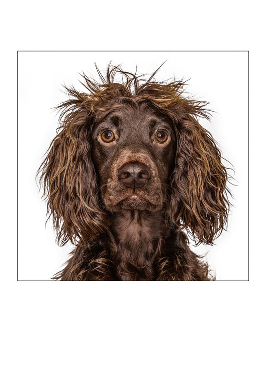 Working Cocker Spaniel Card
