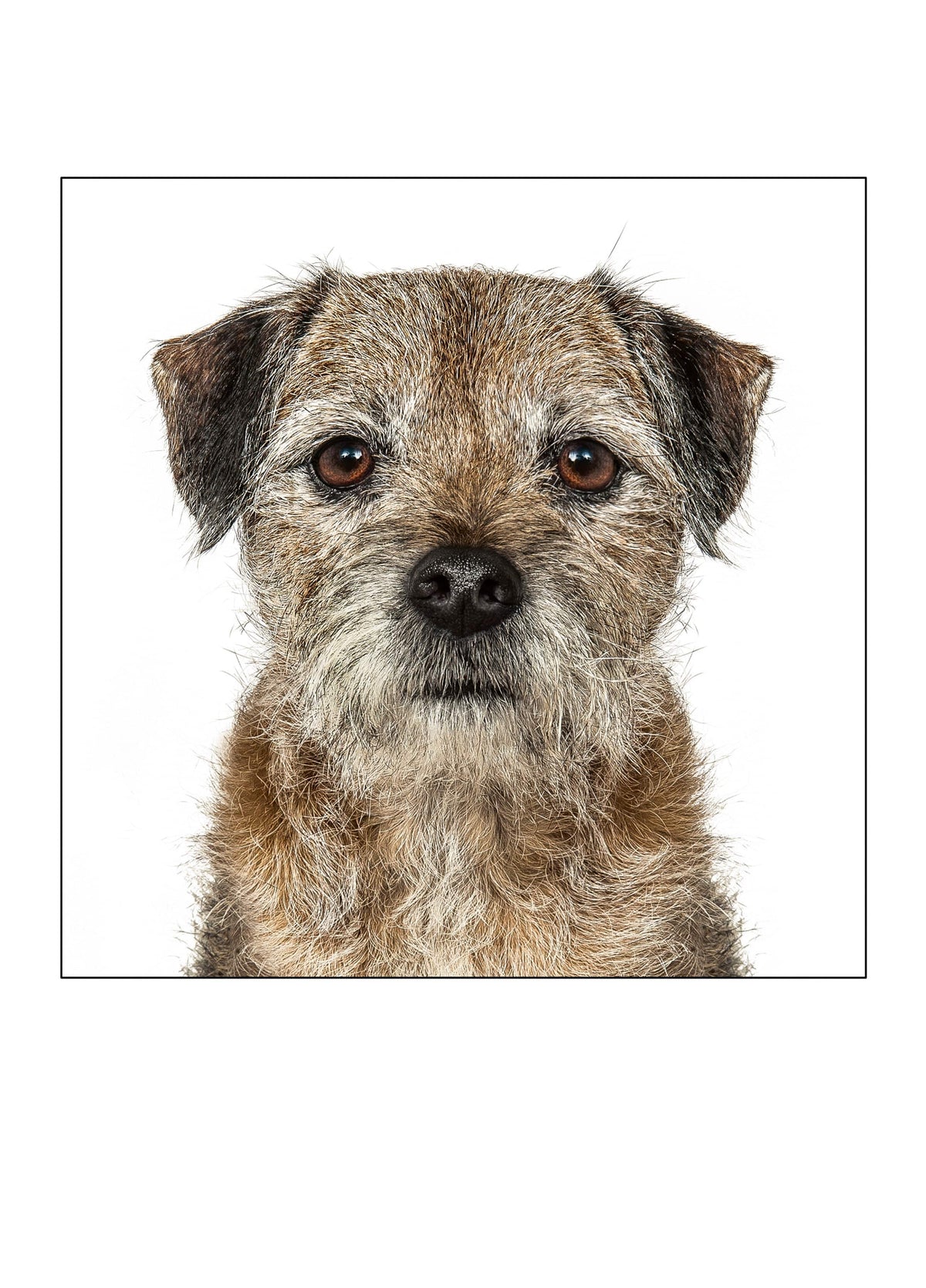 Border Terrier Card