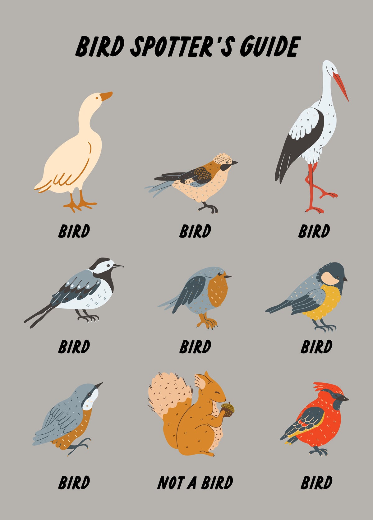 Bird Spotter's Guide