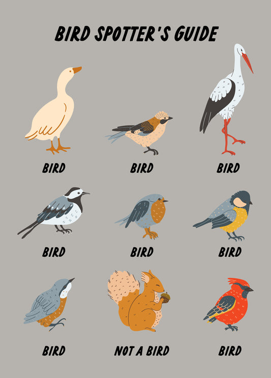 Bird Spotter's Guide
