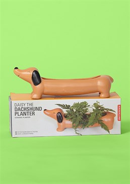 Perfect combo of sausage and greens! Pawsome gift for green-fingered dog lovers Quality ceramic and leak-free design Ideal for succulents and cacti Dimensions: 22cm x 7cm x 6cm Add some greenery and spruce up your work or home space with this adorable Dachshund Planter, perfect for sausage dog lovers and wannabe plant parents! This quirky ceramic design will be sure to put a smile on anyone's face and we can assure you that Daisy is a very low-maintenance pet &ndash; no need for walks, just keep her watered and she won't even leave any puddles, thank goodness!  New In For Her Home Decor Self Care Novelty Gifts